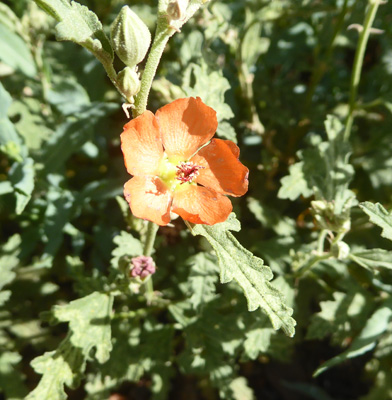 Spread Globemallow (Sphaeralcea hastulata)