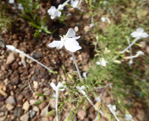 White-flower Skyrocket (Ipomopsis longiflora)