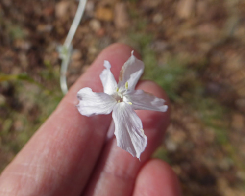 White-flower Skyrocket (Ipomopsis longiflora)