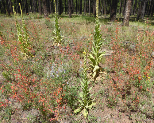 scarlet gilia (Ipomopsisaggregata)