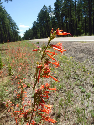 scarlet gilia (Ipomopsisaggregata)