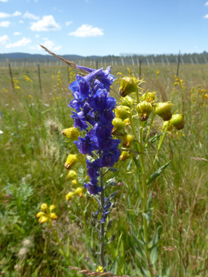 Sierra Larkspur (Delphinium-glaucumand)