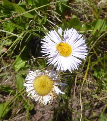 Whiplash Daisies (Erigeron flagellaris)