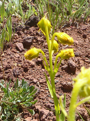 SW Spurred Gentian (Halenia rothrockii).