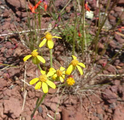 Desert Ragwort (Senecio eremophilus)