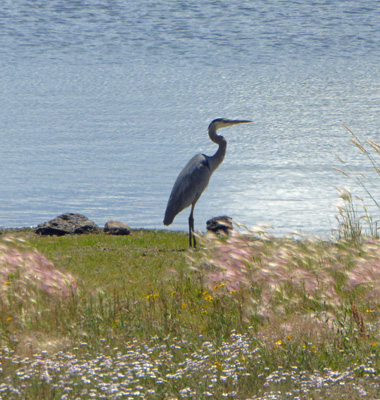 Great Blue Heron at Sunset Lake AZ