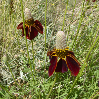 Upright Prairie Coneflowers (Ratibida columnifera)