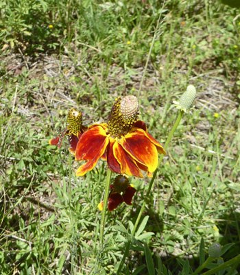 Upright Prairie Coneflowers (Ratibida columnifera)