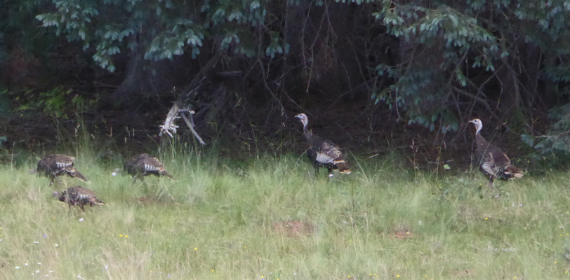 Wild Turkeys