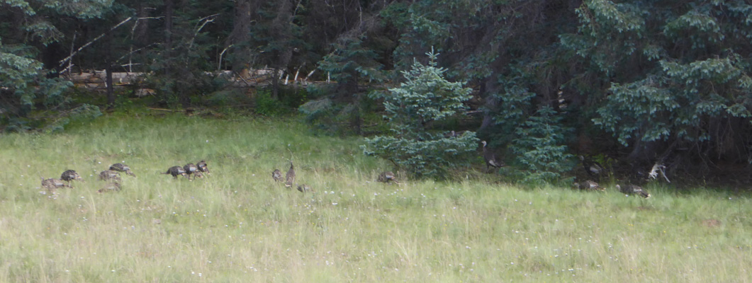 Wild Turkeys