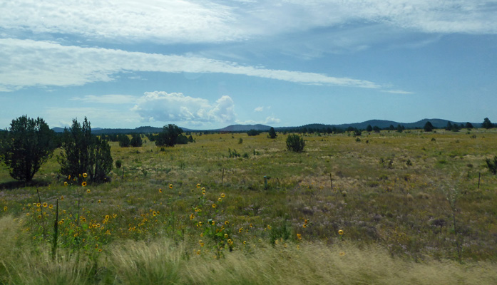 Prairie Sunflowers along Hwy 60