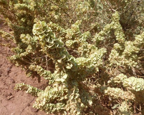 Four-wing Saltbush (Atriplex canescens)