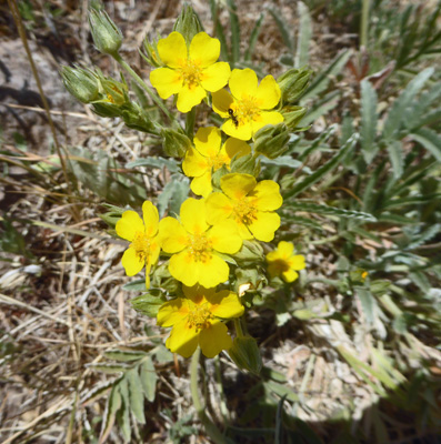 Wooly Cinquefoil (Potentilla hippiana)