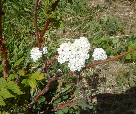 Yarrow (Achillea millefolium)