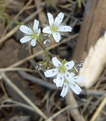 Fendler's Sandwort (Eremogone fendleri)