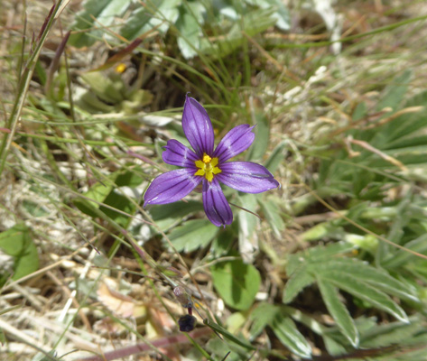 Stiff Blue-eyed Grass (Sisyrinchium demissum)