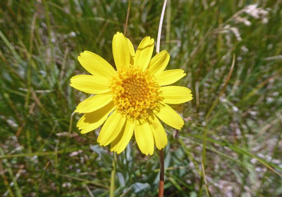 Navajo Tea (Thelesperma subnudum)