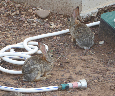 Bunnies