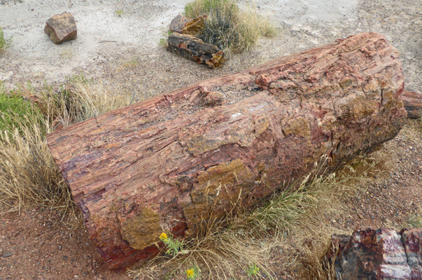 Petrified log
