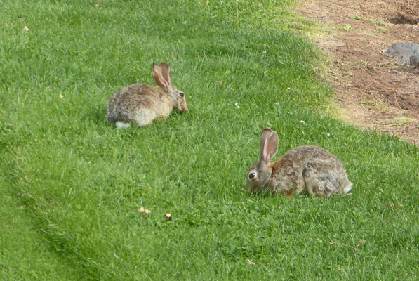 Two bunnies