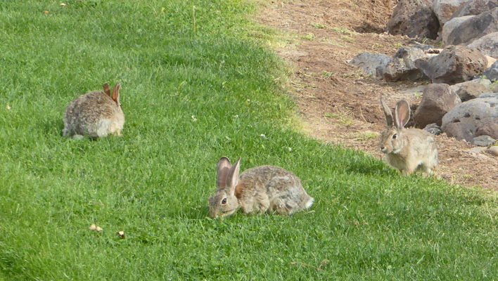 Three bunnies