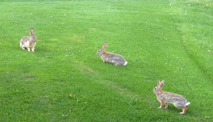 3 bunnies
