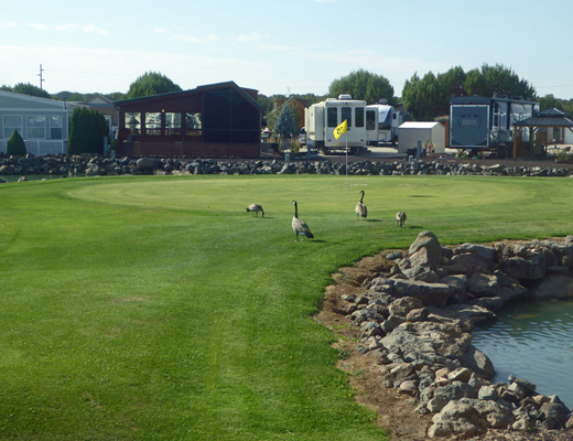 Canada Geese