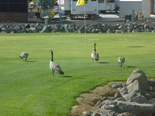 Canada Geese