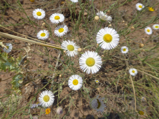 New Mexico Fleabane (Erigeron divergens)