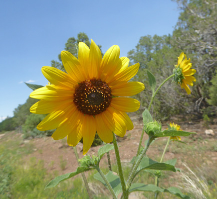 Prairie Sunflowers (Helianthus petiolaris)