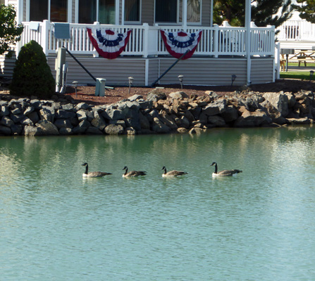 Canada Geese