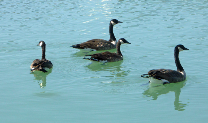 Canada Geese