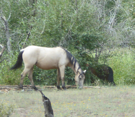 Horses