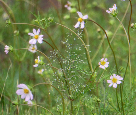 Southwest Cosmos (Cosmos parviflorus)