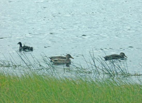 gadwalls