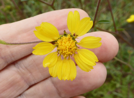 Ragleaf Bahia (Amauriopsis dissecta)