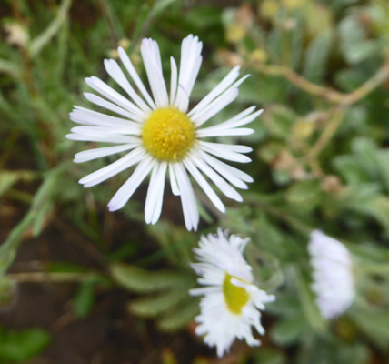 Panicled Aster (Symphyotrichum lanceolatum).