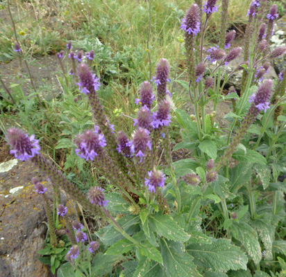 MacDougal Verbena (Verbena macdougalii)