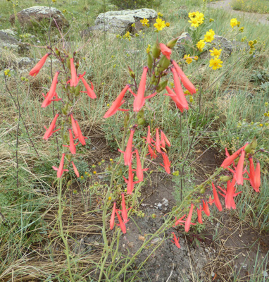 Scarlet Penstemon (Penstemon barbatus)