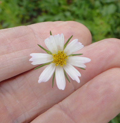 Unknown flower