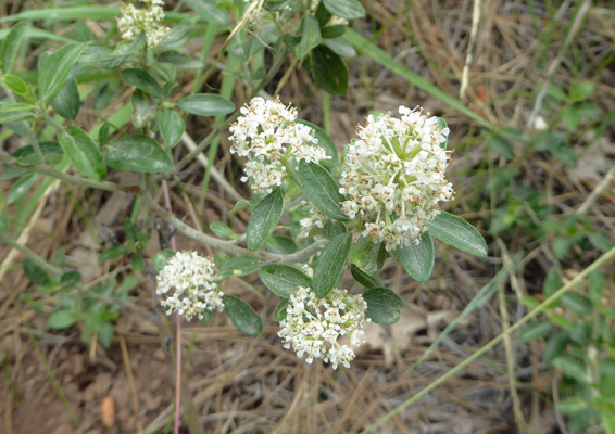 Fendler's Ceanothus (Ceanothus fendleri)