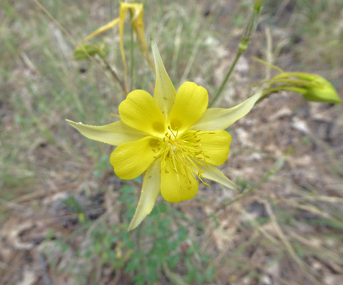  Golden Columbine (Aquilegia chrysantha)