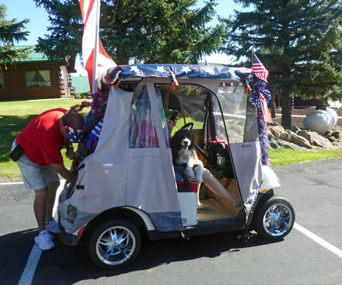 Dog looking out of golf cart