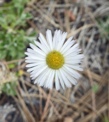 Spreading Fleabane (Erigeron divergens)