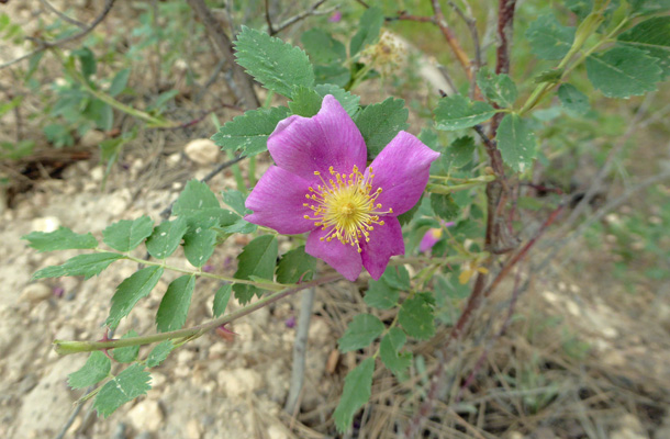 And Wood’s Rose (Rosa woodsii).