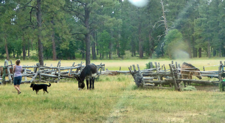 Horses and a burro at Los Burros