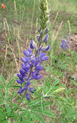 Tailcup Lupine (Lupinus caudatus).