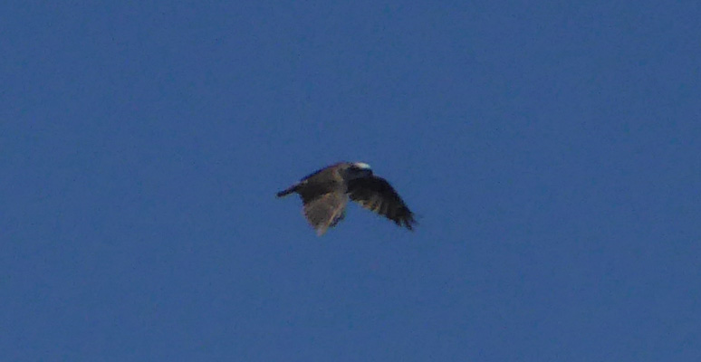 Osprey in flight