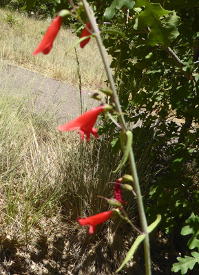 Bridge Penstemon (Penstemon rostriflorus)