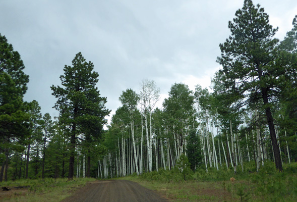 Aspens and Ponderosas